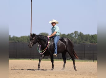 American Quarter Horse, Wallach, 2 Jahre, 152 cm, Rappe