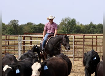 American Quarter Horse, Wallach, 2 Jahre, 152 cm, Rappe