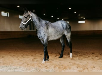 American Quarter Horse, Wallach, 2 Jahre, 152 cm, Roan-Blue