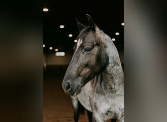 American Quarter Horse, Wallach, 2 Jahre, 152 cm, Roan-Blue