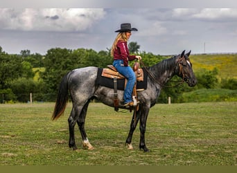 American Quarter Horse, Wallach, 2 Jahre, 152 cm, Roan-Blue