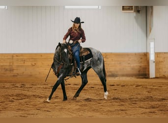 American Quarter Horse, Wallach, 2 Jahre, 152 cm, Roan-Blue