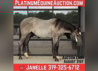 American Quarter Horse, Wallach, 2 Jahre, 152 cm, Roan-Blue