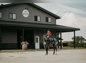 American Quarter Horse, Wallach, 2 Jahre, 152 cm, Roan-Blue