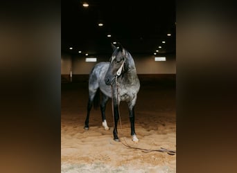 American Quarter Horse, Wallach, 2 Jahre, 152 cm, Roan-Blue