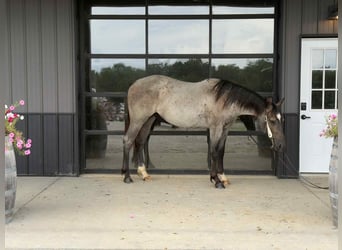American Quarter Horse, Wallach, 2 Jahre, 152 cm, Roan-Blue