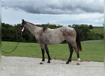 American Quarter Horse, Wallach, 2 Jahre, 152 cm, Roan-Blue