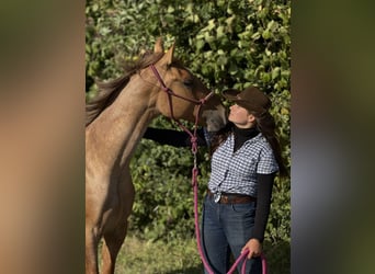 American Quarter Horse, Wallach, 2 Jahre, 152 cm, Roan-Red