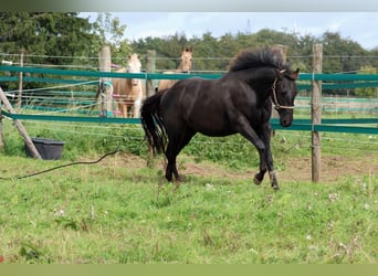 American Quarter Horse, Wallach, 2 Jahre, 152 cm