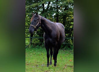 American Quarter Horse, Wallach, 2 Jahre, 152 cm