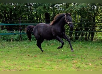 American Quarter Horse, Wallach, 2 Jahre, 152 cm