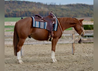 American Quarter Horse, Wallach, 2 Jahre, 153 cm, Fuchs