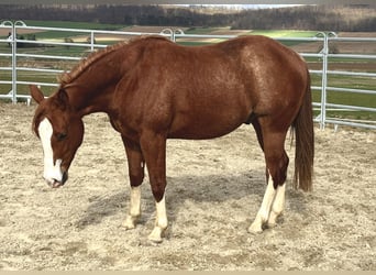 American Quarter Horse, Wallach, 2 Jahre, 153 cm, Fuchs