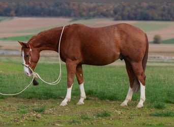 American Quarter Horse, Wallach, 2 Jahre, 153 cm, Fuchs
