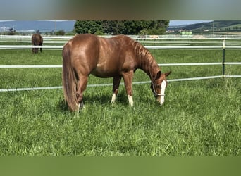 American Quarter Horse, Wallach, 2 Jahre, 153 cm, Fuchs