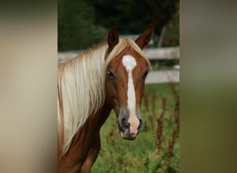 American Quarter Horse, Wallach, 2 Jahre, 153 cm, Fuchs