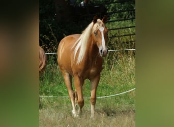 American Quarter Horse, Wallach, 2 Jahre, 153 cm, Fuchs