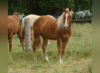 American Quarter Horse, Wallach, 2 Jahre, 153 cm, Fuchs