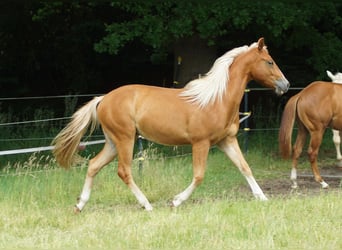 American Quarter Horse, Wallach, 2 Jahre, 153 cm, Fuchs