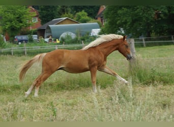 American Quarter Horse, Wallach, 2 Jahre, 153 cm, Fuchs