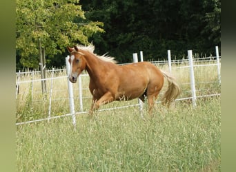 American Quarter Horse, Wallach, 2 Jahre, 153 cm, Fuchs