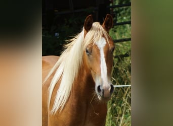 American Quarter Horse, Wallach, 2 Jahre, 153 cm, Fuchs