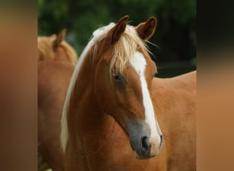 American Quarter Horse, Wallach, 2 Jahre, 153 cm, Fuchs