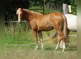 American Quarter Horse, Wallach, 2 Jahre, 153 cm, Fuchs