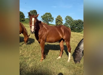 American Quarter Horse, Wallach, 2 Jahre, 153 cm, Fuchs
