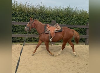 American Quarter Horse, Wallach, 2 Jahre, 153 cm, Fuchs