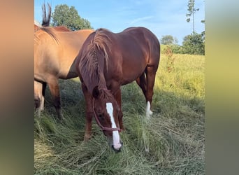 American Quarter Horse, Wallach, 2 Jahre, 153 cm, Fuchs