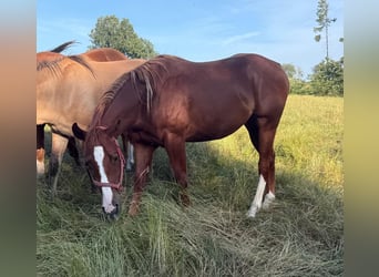 American Quarter Horse, Wallach, 2 Jahre, 153 cm, Fuchs