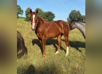 American Quarter Horse, Wallach, 2 Jahre, 153 cm, Fuchs