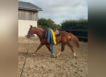 American Quarter Horse, Wallach, 2 Jahre, 153 cm, Fuchs