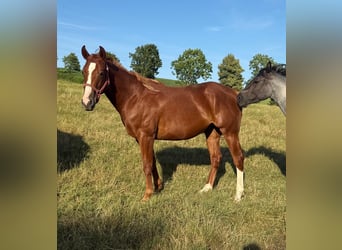 American Quarter Horse, Wallach, 2 Jahre, 153 cm, Fuchs