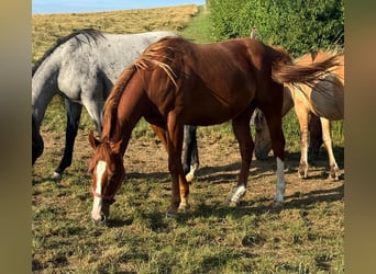 American Quarter Horse, Wallach, 2 Jahre, 153 cm, Fuchs