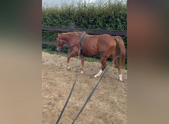 American Quarter Horse, Wallach, 2 Jahre, 153 cm, Fuchs