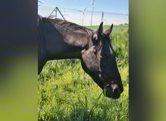 American Quarter Horse, Wallach, 2 Jahre, 153 cm, Rappe
