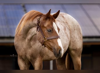 American Quarter Horse, Wallach, 2 Jahre, 153 cm, Roan-Red