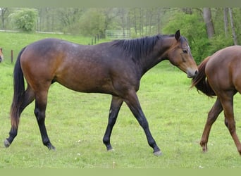American Quarter Horse, Wallach, 2 Jahre, 153 cm, Schwarzbrauner
