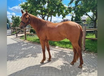 American Quarter Horse, Wallach, 2 Jahre, 154 cm, Fuchs