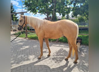American Quarter Horse, Wallach, 2 Jahre, 154 cm, Palomino