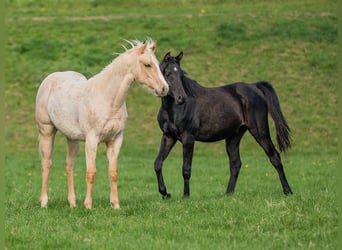 American Quarter Horse, Wallach, 2 Jahre, 154 cm, Palomino