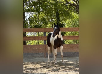 American Quarter Horse, Wallach, 2 Jahre, 154 cm, Schecke