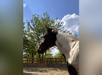 American Quarter Horse, Wallach, 2 Jahre, 154 cm, Schecke