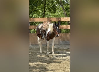 American Quarter Horse, Wallach, 2 Jahre, 154 cm, Schecke