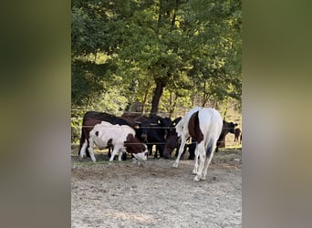 American Quarter Horse, Wallach, 2 Jahre, 154 cm, Schecke