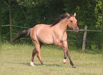 American Quarter Horse, Wallach, 2 Jahre, 155 cm, Falbe