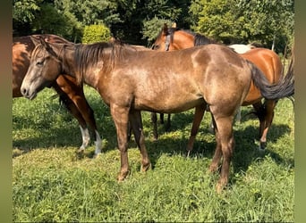 American Quarter Horse Mix, Wallach, 2 Jahre, 155 cm