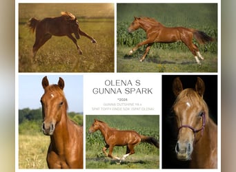 American Quarter Horse, Wallach, 2 Jahre, 155 cm, Fuchs